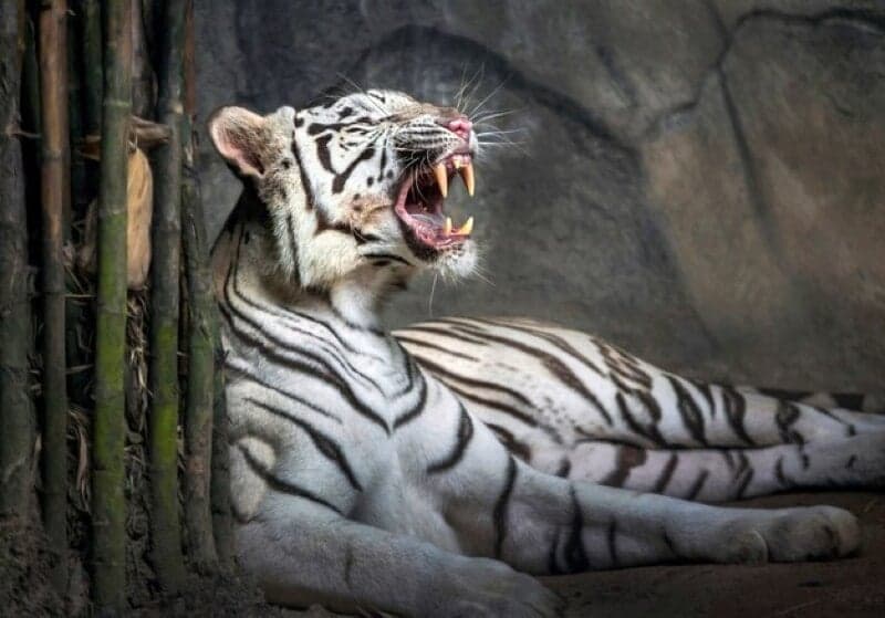 Tiger Exhibits Illness Symptoms Following Relocation to Another Zoo, Leading to Zookeeper’s Emotional Discovery